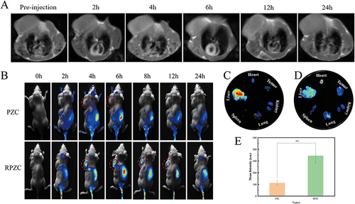Figure 5 (A) In vivo MRI images of HepG2 tumor-bearing mice after tail vein injection of RPZC at different times. (B) In vivo fluorescence images of HepG2 tumor-bearing mice after tail vein injection of PZC and RPZC at different times. The red circles indicated the tumor sites. (C) In vitro fluorescence images of major mouse organs and tumors at 6h after injection of RPZC. (D) In vitro fluorescence images of major mouse organs and tumors at 6h after injection of PZC. (E) Fluorescence intensities of major mouse organs and tumors as evaluated by quantitative analysis. (E was created using Origin 2021 software. n = 3. Statistical analysis was conducted using a t-test. *p < 0.05, **p < 0.01).