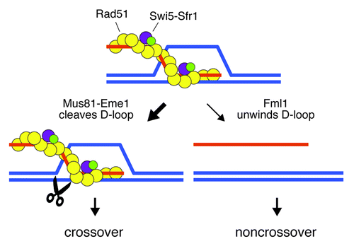 Figure 1. Model showing alternative mechanisms of D-loop processing during meiosis in fission yeast. The presence of Swi5-Sfr1 strongly biases processing of the D-loop toward cleavage by Mus81-Eme1. DNA strands are represented by the orange and blue lines.