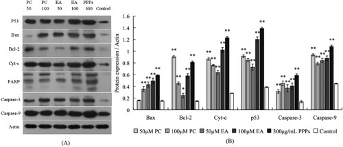 Figure 8. Effects of apoptosis-related proteins in response to PC, EA and PPPs treatment. (A) typical western blot bands for p53, Bax, Bcl-2, Cyt-c and PARP; (B) statistical analysis. *p < 0.05, **p < 0.01.
