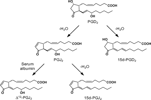 Fig. 1. A revised pathway of PGD2 metabolism.