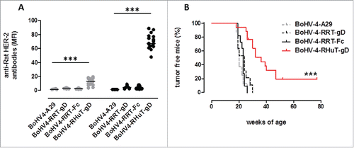 Figure 6. Anti-rat-Her-2 antibody production and delayed mammary tumor appearance induced by vaccination with BoHV-4-RHuT-gD viral particles. (A) Sera from BALB-neuT mice, collected two weeks after the first (gray dots; n = 8 to 17 animals/group) and the second (black dots; n = 7-17 animals/group) i.p. immunization with the indicated BoHV-4 particles, were analyzed by flow cytometry (at a 1: 100 dilution) for the presence of specific anti-rat-Her-2 antibodies. Results are expressed as MFI values for each serum; horizontal lines represent median values (***: p < 0.0001; Student's t-test). (B) Mammary tumor incidence in control BoHV-4-A29-gD (dotted gray line, n = 8), BoHV-4-RRT-gD, (dotted black line, n = 11), BoHV-4-RRT-Fc (solid black line, n = 11) and BoHV-4-RHuT-gD (solid red line, n = 17) BALB-neuT mice vaccinated with the indicated BoHV-4 viral particles (***: p <0.0001; Mantel–Haenszel Log-rank test).