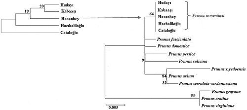 Figure 7. The maximum likelihood tree generated using cpDNA tmL-F sequences Prunus armeniaca genotypes and other Prunus species sequences retrieved from NCBI