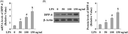 Figure 2. Lipopolysaccharide (LPS) treatment increased the expression of DPP-4 in human dental pulp cells. Human dental pulp cells were treated with LPS at the concentrations of 50, 100, 150 ng/ml for 24 h. (A). mRNA levels of DPP-4 were determined by real time PCR analysis; (B). Protein levels of DPP-4 were determined by western blot analysis (*, #, $ p < .01 vs. previous column group).