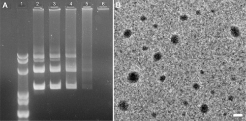 Figure 1 Characterization of dendrimers/DNA NPs.