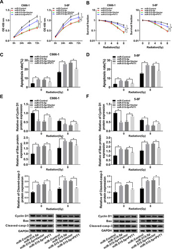 Figure 4 Upregulation of PVT1 overturned miR-515-5p-mediated effects on proliferation, apoptosis and radioresistance in NPC cells. (A) CCK8 assay was employed to check the proliferation of NPC cells transfected with miR-515-5p, miR-515-5p + PVT1 or their controls. (B) Colony formation assay was performed to analyze the survival fractions of C666-1 and 5–8F cells under different irradiation doses (0, 2, 4, 6 and 8 Gy). (C and D) Flow cytometry assay was executed to check apoptosis of transfected NPC cells under different irradiation doses (0 and 8 Gy). (E and F) The protein levels of Cyclin D1, Bax and Cleaved-casp-3 in transfected NPC cells under different irradiation doses (0 and 8 Gy) were measured by Western blot. *P < 0.05.