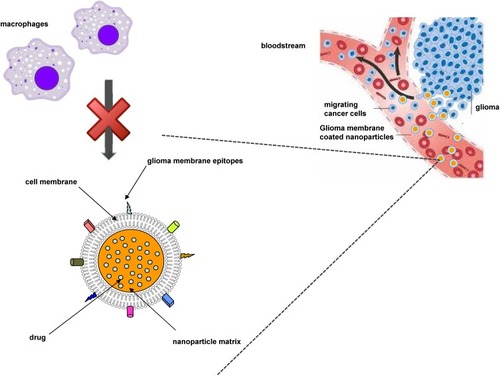 Figure 6 Scheme of homotypic targeting of glioma cell membrane-coated nanoparticles.