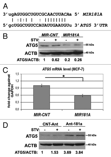Figure 4.MIR181A affected ATG5 levels in MCF-7 cells. (A) MIR181A target sequence in the 3′ UTR of the ATG5 mRNA. The MIR181A seed sequence is marked in italics. (B) ATG5 protein levels were decreased following MIR181A overexpression in MCF-7 cells. Immunoblots of MIR-CNT or MIR181A transfected cells that were nonstarved (STV-) or starved (STV+) (n = 3). ACTB was used as a loading control. ATG5/ACTB band densitometric ratios are shown. (C) Quantitative PCR (qPCR) analysis of ATG5 mRNA levels in control (MIR-CNT) or MIR181A transfected MCF-7 cells (mean ± SD of independent experiments, n = 3, *p < 0.05). Data were normalized using GAPDH mRNA. (D) ATG5 protein levels were increased following antagomir-181a (Ant-181a) transfection. CNT-Ant, control antagomirs (n = 2). ATG5/ACTB ratios are shown.