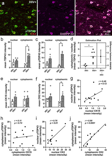 Figure 2 Assessment of pathologic TDP-43 and casein kinase 2 (CK2) immunoreactivity in the basal ganglia of HIV− and HIV+   individuals. (a) Colocalization of pTDP-43, CK2, and DARPP32 immunoreactivity in cells of post-mortem HIV+  brains confirming the identity of the cells as medium spiny neurons. (b,c) Cytoplasmic TDP-43 (b) and pTDP-43 (c) fluorescence intensities were increased in HIV+   compared to HIV− basal ganglia. (d) Cytoplasmic-to-nuclear ratio of TDP-43 fluorescent intensity was increased in HIV+   tissues indicating mislocalization. (e) CK1δ fluorescent intensity was slightly above background levels and not changed in any of the groups evaluated. (f) Cytoplasmic CK2 intensity was increased in HIV+   compared to HIV− basal ganglia. Pearson correlations revealed no significant relationship between the nuclear (g) and cytoplasmic (h) intensities of pTDP-43 (pooled across groups) vs CK1δ fluorescence. On the contrary, nuclear (i) and cytoplasmic (j) intensities of pTDP-43 fluorescence (pooled across groups) correlated positively with CK2 fluorescence intensities. Mean intensity values indicate the mean fluorescence pixel intensities for each respective protein acquired in optical sections using confocal microscopy and analyzed using CellProfilerTM 6.1 software (see Materials and Methods 2.1.2). Data are expressed as the mean   +   the SEM (n   =   4-7/group). * indicates a significant difference by Student’s t-test (p < 0.05).