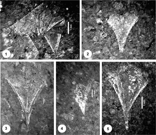 Figure 5. Clio sp. indet. A–E, Some details of slabs 1 and/or 2. Photographs: Tim Saunderson.