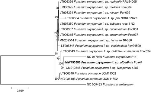 Figure 1. Phylogenetic tree of Fusarium constructed using Maximum Likelihood method based on alignment of 16 whole mitochondrial genomes of F. oxysporum f. sp. albedinis (MW493386, this study), F. oxysporum f. sp. lactucae (MN259514), F. oxysporum (NC_017930), F. oxysporum f. sp. melonis (LT906325), F. oxysporum f. sp. pisi (LT906354), F. oxysporum f. sp. vasinfectum (LT906346), F. oxysporum f. sp. niveum (LT906334), F. oxysporum f. sp. cucumerinum (LT906307), F. oxysporum f. sp. radicis-lycopersici (CM010346), F. commune (LT906348 and NC_036106), F. oxysporum f. sp. raphani (LT906356), F. oxysporum f. sp. cubense (LT906350), F. oxysporum f. sp. cucumerinum (LT906315), F. oxysporum f. sp. radices-cucumerinum (LT906343), and F. graminearum (NC_009493) as an outgroup). The tree with the highest log likelihood (−64,062.86) is shown. The percentage of trees in which the associated taxa clustered together is shown next to the branches. Initial tree(s) for the heuristic search were obtained automatically by applying Neighbor-Join and BioNJ algorithms to a matrix of pairwise distances estimated using the Maximum Composite Likelihood (MCL) approach and then selecting the topology with a superior log-likelihood value. The tree is drawn to scale, with branch lengths measured in the number of substitutions per site. All positions containing gaps and missing data were eliminated. There were a total of 27,505 positions in the final dataset. Evolutionary analyses were conducted in MEGA7 (Kumar et al. Citation2016).