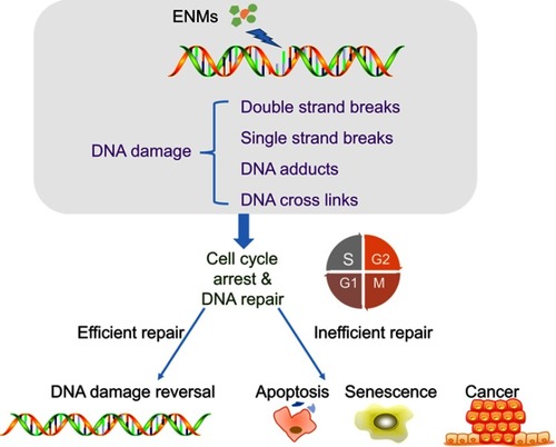 Figure 4 Mechanisms of engineered nanomaterials (ENMs)-induced DNA damage. ENMs could cause different types of DNA damage including DNA crosslinks, single/double strand breaks, and DNA adducts. DNA damage could lead to cell cycle arrest to provide enough time for DNA repair and inefficient DNA repair could induce apoptosis, senescence, and cancer.