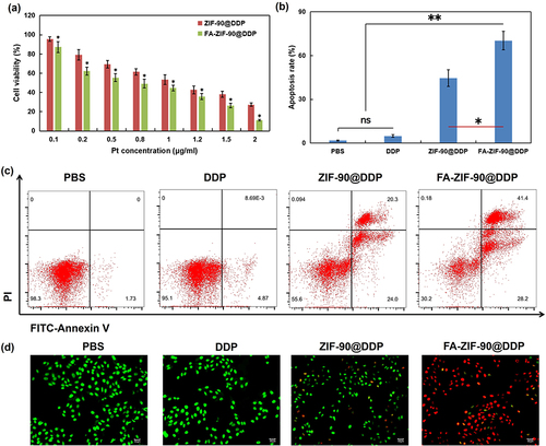 Figure 4 FA-ZIF-90@DDP induced cell death and apoptosis studies. (a) The viability of A2780/DDP cells was determined after 24 hours incubation with varying concentrations of non-targeted ZIF-90@DDP nanoparticles or folate receptor-targeted FA-ZIF-90@DDP nanoparticles using cell viability assays. (b) The apoptosis rate of A2780/DDP cells incubated with PBS, DDP, ZIF-90@DDP, and FA-ZIF-90@DDP for 24 h. (c) Flow cytometry analysis of apoptosis in A2780/DDP cells. Cells were treated with PBS, DDP, ZIF-90@DDP, and FA-ZIF-90@DDP for 24 h. Cells were stained with membrane-bound protein V-FITC/PI. (d) Confocal microscopic observation of apoptosis in A2780/DDP cells. Apoptosis of A2780/DDP cells incubated with PBS, DDP, ZIF-90@DDP, and FA-ZIF-90@DDP for 24 h (Scale bar = 50 µm). Data from cell experiment represent the mean ± SEM of three independent experiments. Statistical significance among groups: Not significant (ns), *P < 0.05.