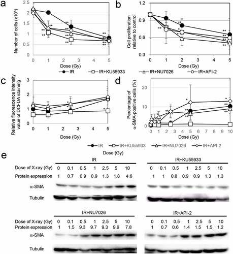 Figure 2. Association of DDR with myofibroblast induction