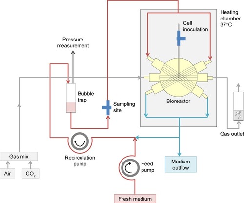 Figure 4 Schematic illustration of the bioreactor perfusion circuit.