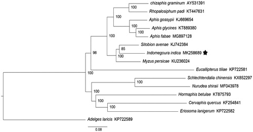 Figure 1. The BI phylogenetic tree of Indomegoura indica based on the concatenated nucleotide sequences of 13 PCGs. Numbers beside the nodes were Bayesian posterior probability values.