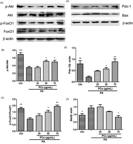 Figure 7. PCs induced activation of the Akt/FoxO1 signalling pathway. Cells were incubated with PA in the presence and absence of PCs for the indicated times. (A, D) Cell lysates from MIN6 cells were subjected to Western blotting analysis with the indicated antibodies. Densitometry analysis of (B) p-Akt/Akt, (C) p-FoxO1/FoxO1 expression, (E) Bax and (F) Pdx-1 expression. Levels of Pdx-1 and Bax proteins were normalised to β-actin. All of the experiments were repeated three times. The columns and error bars represent the mean and SEM (n = 3 per group). *p < 0.05, **p < 0.01, ***p < 0.001, vs. PA group.