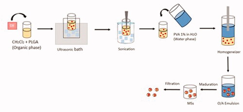 Figure 1. Dexamethasone-loaded PLGA microsphere manufacture.