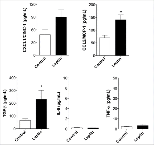 Figure 2. Leptin induces inflammatory mediator production. Measurents of CXCL1/CINC-1, CCL2/MCP-1, TGFβ, IL-6 and TNF after 6 hours of incubation with leptin (20 nM) in the culture supernatants. (*) represent significant differences from controls; according to the Student's T test when p < 0.05.