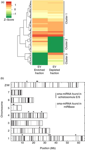 Fig. 3.  Schistosomula excrete/secrete extracellular miRNAs. Supernatant from 72 h in vitro cultured schistosomula was separated into EV-enriched and EV-depleted fractions (n=3) by preparatory ultracentrifugation. Total RNA from each fraction was extracted using the miRNeasy kit (Qiagen) and prepared for RNA-seq using the NEBNext Small RNA (for Illumina HiSeq sequencing) kit. To identify sma-miRNAs in our samples, the miRDeep2 package was utilized (29). Only miRNAs with at least 10 reads in 2 out of the 3 biological replicates (in at least one of the fractions, EV-enriched OR EV-depleted) were considered in the study. A total of 205 putative sma-miRNAs passed this criterion. sma-miRNA read count data were normalized using the DESeq2 package (33) as described in the Materials and methods. (a) Heatmap depiction of sma-miRNA abundance (represented by Z-scores) found within EV-enriched and EV-depleted supernatant fractions after agglomerative hierarchical clustering and standardization. Each row represents a miRNA and its relative Z-score value in EV-enriched and EV-depleted fractions is displayed in the 2 columns. All sma-miRNA specifics (name, sequence, raw/normalized read counts and cluster location) are included in Supplementary file 3. (b) sma-miRNA localization found throughout the S. mansoni karyotype (v5.2). Vertical grey bars represent the position of known sma-miRNAs available in miRBase (v.21). Vertical black bars represent the localization of all extracellular sma-miRNAs (within EV-depleted and EV-enriched fractions) newly identified in our study. Black stars above the vertical lines represent 13 sma-miRNAs found in our study that are also present in miRBase. Eighteen miRNAs localized on unmapped scaffolds (16 not mapped at all; 1 unplaced on Ch 7, 4 and 3; 5 unplaced on Ch 1) as well as 15 miRNAs not yet mapped to the current S. mansoni genome assembly were not included in this analysis. All available sma-miRNA localization coordinates are available in Supplementary file 3.