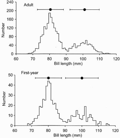 Figure 2. Frequency histograms for bill lengths (mm) of adult and first-year Bar-tailed Godwits captured in the Moray Firth in winter. The horizontal lines show the 95% ranges (1.96 standard deviations, either side of the means) (•). The means for the adults were 80.5 mm (sd = 4 mm) for males and 101.0 mm (sd = 4.5 mm) for females, and the split between the sexes taken as 90.75 mm. The means for the first years were 80.0 mm (sd = 4 mm) for males and 100.0 mm (sd = 5 mm) for females, and the split between the sexes taken as 90.0 mm.