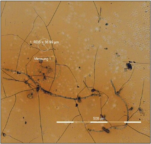 Figure 4. A cellulose nitrate sample artificially aged in 1984, during colour measurement using the microscope Axio Imager.A2m. The area where the colour measurement was taken is marked with a circle. Photograph taken in 2012.