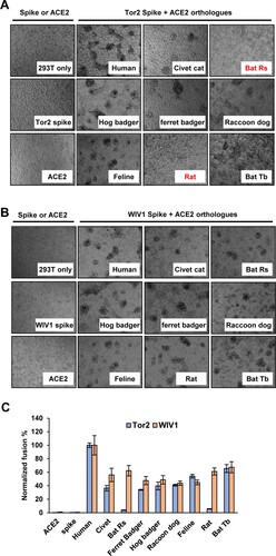 Figure 2. Multiple ACE2 orthologues supported WIV1 spike protein-mediated membrane fusion. (A) and (B) Syncytia formation assay. 293 T cells transfected with plasmid DNA of S gene of Tor2 (A) or WIV1 (B) were mixed at a 1:1 ratio with those cells transfected with plasmids encoding different animals ACE2s. Twenty-four hours later, syncytia formation was observed. (C) 293 T cells cotransfected with plasmids encoding either ACE2 orthologs and T7 polymerase or spike protein and T7/luciferase. For syncytium formation, the cells were mixed at a 1:1 ratio and cultured for 24 h. Luciferase activities in the cell lysates were determined, normalized to the human ACE2 mixed with S, and then expressed as means ± standard deviations (n = 4).