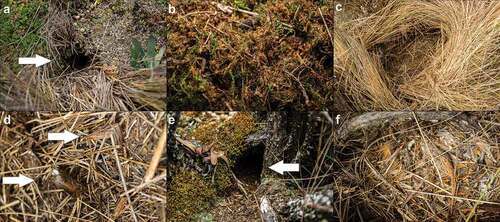 Figure 4. Akodon mollis in Ecuadorean páramo. A. Nest under Azorella pedunculata. B. Internal content of nests, vegetation peat of bryophytes, bark, and vegetable fibers is observed. C. Shelter between tuft of Calamagrostis intermedia. D. Remains of melolontin beetles found in shelters during the trail. E. Remains of Chuquiraga jussieui found under shrubs. F. Feeder type under C. jussieui shrub.