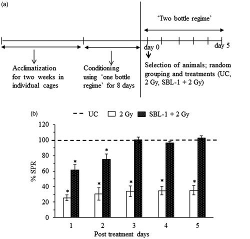 Figure 1. (a) After acclimatization in individual cages for two weeks, the rats were conditioned to take water only once a day for 30 min at a specified time on each day (water deprivation schedule of 23.5 h, ‘one bottle regime’). On day 0, the conditioned rats were selected on the basis of preference for intake of saccharin by using ‘two bottle regime’ where animals were given both water and saccharin simultaneously for 30 min only. Rats showing ≥50% intake of saccharin of the total fluid intake were selected. Selected rats were randomized and divided into three groups. Group I: untreated control (UC), group II: 2 Gy, group III: SBL-1 + 2 Gy. CTA was assessed in terms of saccharin preference ratio (SPR); {SPR (%) = [saccharin intake/(water intake + saccharin intake)] × 100}, decrease in SPR indicated acquisition of CTA. (b) It shows SPR (%) change in different groups. Data are presented as mean ± SD of six rats after normalization with respect to UC. The SPR was 100% for UC. *statistically significant in comparison with UC at p < 0.05.