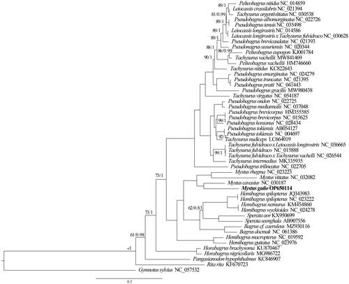 Figure 3. Phylogenetic tree of Mystus and related species in family Bagridae inferred from 46 whole mitochondrial genomes. The numbers indicate the bootstrap values (BS) and posterior probabilities (PP). Only the numbers (BS < 100 and PP < 1) were shown on the tree.