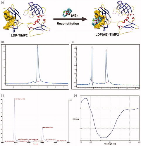 Figure 1. Preparation and characterization of the protein LT and its active analog LTE. (a) The schematic diagram for conformation of the recombinant protein LDP-TIMP2 (LT) and the reconstitution of its enediyne-integrated analog LDP(AE)-TIMP2 (LTE). (b) The protein purity analysis using HPLC system. (c) The reconstitution of enediyne-integrated analog LTE, determined by reverse-phase HPLC system. (d) Molecular weight of the protein LT, measured by 5800 MALDI-TOF/TOF system. (e) The far-UV (190–250 nm) CD spectra of the protein LT, analyzed by JASCO715 system.