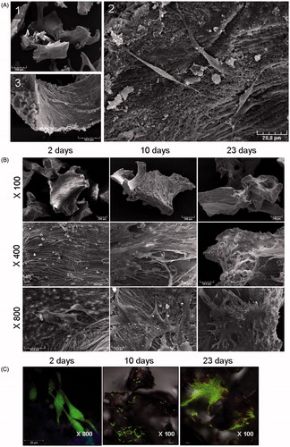 Figure 2. Analysis of cell viability and proliferation. (A) Construct morphology was observed using scanning electron microscopy. SEM microphotographs of BIOBank® powder cultured 24 h with MSCs. Scale bars represent 500 µm (1), 20 µm (2) and 50 µm (3). MSCs adhere to the scaffold and exhibit a fibroblast-like morphology. (B,C) Morphology and viability were analyzed after 2, 10 and 23 days. (B) Representative SEM images of MSCs cultured on bone powder at different magnifications, from top to bottom: ×100, ×400, ×800. (C) Confocal microscopy analysis of MSCs viability using Live/Dead® staining showed cell proliferation and viability on the powder. Data are representative of 3 different experiments.