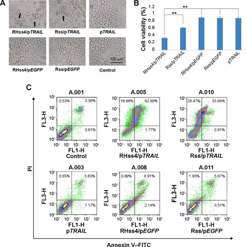 Figure 11 Antitumor effects of RHss4/pTRAIL in HeLa cells.Notes: (A) Microscopic observation of transfected cells. The black arrows indicate dead cells. (B) Cell viability detected by CCK-8 assay after transfecting HeLa cells with different polyplexes. Data are expressed as mean ± SD (n=3). **P<0.01. (C) Cell apoptosis of HeLa cells after treatment with naked pTRAIL, Rss/pTRAIL, RHss4/pTRAIL. (D) Cell cycle arrest of HeLa cells after treatment with naked pTRAIL, Rss/pTRAIL, RHss4/pTRAIL. (E) Quantitative analysis of cell apoptosis by flow cytometry. aP<0.01 vs control, bP<0.01 vs RHss4/pEGFP, cP<0.01 vs Rss/pTRAIL, dP<0.01 vs Rss/pEGFP. Data are expressed as mean ± SD (n=3). (F) Quantitative analysis of cell cycle arrest by flow cytometry. aP<0.01 vs control, bP<0.05 vs Rss/pTRAIL. Data are expressed as mean ± SD (n=3).Abbreviations: CCK, Cell Counting Kit; FITC, fluorescein isothiocyanate; pEGFP, plasmid encoding enhanced green fluorescent protein gene; pTRAIL, plasmid encoding TRAIL; RHss, reducible chimeric polypeptide containing two functional peptides: octa-d-arginine and tetra-l-histidine peptides; Rss, single cross-linked R8 peptide; SD, standard deviation; TRAIL, tumor-necrosis-factor-related apoptosis-inducing ligand.