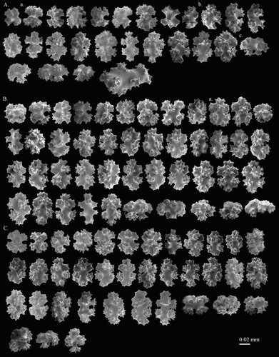 Figure 2. Corallium stylasteroides.USNM 77450: (A) Cortical sclerites from the tip of the colony, (a) 6-radiates, (b) 8-radiates, (c) double clubs; (B) cortical sclerites from the base of the colony, (a) 7-radiates; (C) sclerites from cortical mound and autozooid.