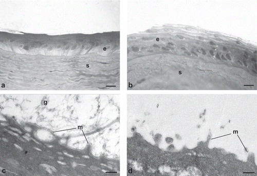 FIGURE 7  Photomicrographs of corneal epithelium structure at LM [(A) AG-Sol treated, and (B) control; scale bar = 10 µm] and at TEM [(C) AG-Sol treated, and (D) control; scale bar = 1 µm) 7 days post wounding. Legend: e = epithelium; g = glycocalyx; m = microvilli; s = stroma.