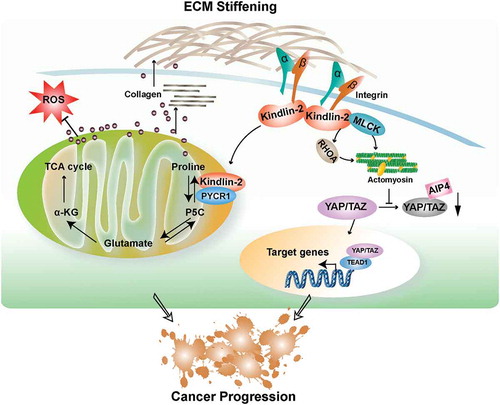 Figure 1. Kindlin-2-mediated signaling pathways that link mechano-environment to proline synthesis, YAP/TAZ signaling and cancer progression.The figure depicts signaling pathways through which fermitin family homolog 2 (FERMT2, best known as kindlin-2) links mechano-environment to proline synthesis and Yes-associated protein (YAP)/WW domain containing transcription regulator 1 (WWTRl, best known as TAZ) signaling. Kindlin-2 is recruited to cell-extracellular matrix (ECM) adhesions through interaction with integrins, where it promotes integrin activation, clustering, and downstream signaling. ECM stiffening promotes kindlin-2 translocation to mitochondria, where it interacts with pyrroline-5-carboxylate reductase 1(PYCR1), resulting in elevations of PYCR1 level and proline synthesis that promotes cell proliferation and collagen matrix synthesis, which further increases ECM stiffness.Citation3 Kindlin-2-mediated regulation of proline synthesis also helps to maintain redox balance and cell survival. In addition, kindlin-2 interacts with myosin light chain kinase (MLCK) in response to ECM stiffening, which promotes myosin light chain phosphorylation and actomyosin contraction, resulting in inhibition of neural precursor cell expressed, developmentally down-regulated 4(NEED4)-like E3 ubiquitin ligase Atrophin-interacting Protein 4(AIP4)-mediated YAP/TAZ degradation and increase of YAP/TAZ expression and signaling.Citation8 α-KG: α-ketoglutarate; P5C: Δ1-pyrroline-5-carboxylate; ROS: reactive oxygen species; TCA: tricarboxylic acid cycle; TEAD1: TEA domain family member 1; RHOA: Ras homolog family member A.