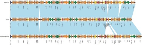 Figure 3 Comparative analysis of the blaNDM-1-harboring plasmid characterized in this study with two closely related IncA/C plasmids, pNDM-PstGN576 and pNDM-US. Open reading frames (ORFs) are portrayed by arrows and are depicted in different colors based on their predicted gene functions. The genes associated with the tra clusters are indicated by green arrows, while the genes involved in replication are indicated by dark blue arrows. Resistance genes are indicated by red arrows and accessory genes are indicated by yellow arrows. Brown arrows represent the skeletal gene of the plasmid, and blue shading denotes shared regions of homology among different plasmids.
