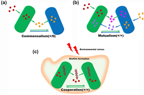 Figure 3. Types of positive interactions within gut microbiome. positive interactions are common and important in a population. One species can utilize metabolites produced by another species (a), while different bacteria species can also cross-feed each other by exchanging metabolites(b). (c) bacteria sister cells could provide cross-protection by HGT, biofilm formation and cross feeding response to environmental stressors such as antibiotics or nutrient deficiencies.