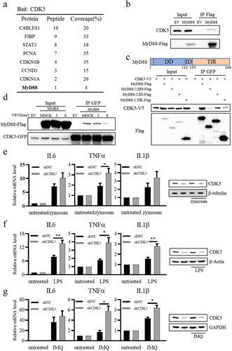 Figure 5. CDK5 is associated with myeloid differentiation primary response gene 88 (MyD88) and suppresses TLR-MyD88-mediated signalling pathways.