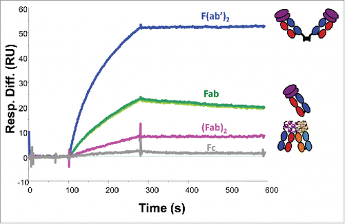 Figure 6. In vitro binding capabilities of the Fcs and Fabs from papain-digested mAb-PFM monomer and HMW species, the (Fab)2 from papain-digested mAb-PFM HMW species, the (Fab’)2 from pepsin-digested mAb-PFM monomer, to the antigen of mAb-PFM by SPR (Biacore). The sensorgrams of the 2 Fc samples (isolated from the digests of monomer and HMW) and the 2 Fab samples (isolated from the digests of monomer and HMW) are respectively superimposable. All fragments were purified using protein A column followed by SE-HPLC. Each displayed sensorgram is the average of triplicate measurements, corrected for non-specific binding with a blank flow cell.