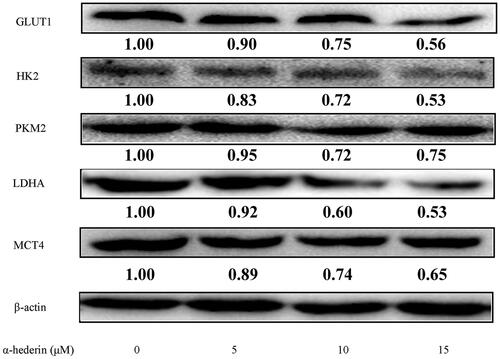 Figure 3. α-Hederin inhibits glycolytic related proteins in human non-small cell lung cancer A549 cells. A549 cells were treated with α-hederin for 24 h. Expression of GLUT1, HK2, PKM2, LDHA and MCT4 was detected by Western blot.