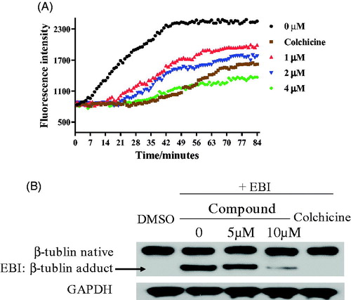 Figure 6. (A) Tubulin polymerisation inhibitory activity of 17a. (B) EBI competition assay on PC3 cells.