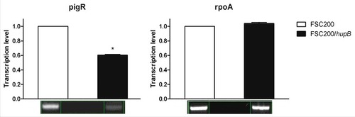 Figure 6. Semi-quantitative RT-PCR demonstrates decreased transcription level of pigR gene. Expression of pigR was verified on transcription level using reverse transcription followed by PCR. Samples were analyzed by gel electrophoresis and intensities of bands were determined by Bio1D software (CertainTech). pigR showed significantly decreased expression in mutant strain in contrast to WT, whereas the transcription level of rpoA remained unchanged. This result suggests HU participation in pigR regulation. P value < 0.05 #, P < 0.01 ##, P < 0.001 ###, P < 0.0001 ####.