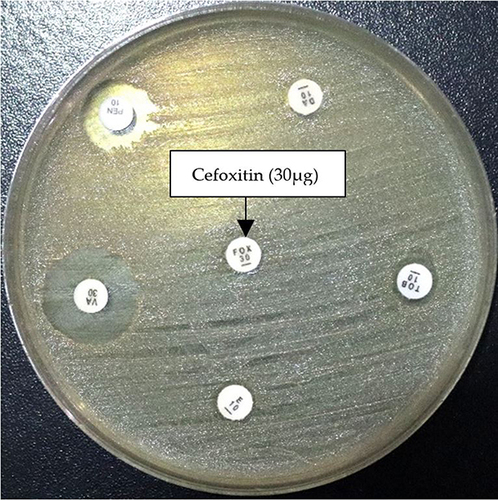 Figure 1 Phenotypic Confirmation of MRSA.