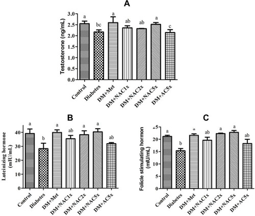 Figure 4 Expression of (A) testosterone hormone, (B) luteinizing hormone, and (C) follicle-stimulating hormone in plasma of Streptozotocin-induced diabetic rat after treatment 7 weeks.Notes: Data are shown as the mean ± SD (n = 6). The values with different letters (a–c) represent significantly different (P<0.05) as analyzed by Duncan’s multiple range test.Abbreviations: DM, diabetes group; DM+Met, diabetes + 200 mg/kg of metformin; DM+NAC1x, diabetes + 4 mg/kg of nano-SAC; DM+NAC2x, diabetes + 8 mg/kg of nano-SAC; DM+NAC5x, diabetes + 20 mg/kg of nano-SAC; DM+AC5x, diabetes + 20 mg/kg of SAC.