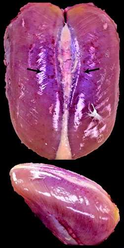 Figure 3. Rank 3 Pectoralis major breast muscle defined by intramuscular haemorrhaging (bruising) near the sternal apex.
