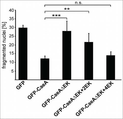 Figure 7. Four EK repeats are sufficient for inhibition of apoptosis. CHO-FcR cells transiently transfected with GFP, GFP-CaeA, GFP-CaeAΔEK, GFP-CaeAΔEK+2EK and GFP-CaeAΔEK+4EK were treated with 1µM staurosporine for 6 h at 37°C in 5% CO2. The cells were fixed, permeabilized and the nuclei were stained with DAPI. The nuclear morphology of GFP-expressing cells was scored. Data represent average values ± SD of 100 nuclei counted per sample from GFP-expressing cells from 5 independent experiments. **P < 0.01, ***P < 0.001.