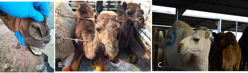 Figure 1. Signs of the naturally infected dromedary camels.Examination of some dromedary camels before slaughtering in the south Riyadh slaughterhouse and the protocol for the collection of nasal swabs (A). Dromedary camel animals are showing mild nasal discharges and rhinorrhea (B), dromedary camel showing unilateral lachrymation (C).