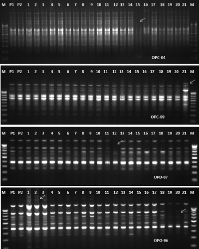 Figure 2. RAPD-PCR profile of two parent's strains (P1 and P2) (T. harzianum NBAII Th 1 and T. viride NBAII Tv 23) and their 21 corresponding fusants (lane 1 to lane 21). M: is 100 bp DNA ladder.