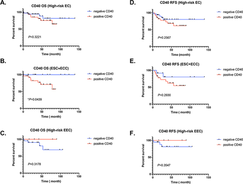 Figure 2 Heterogeneity of CD40 expression in different types of endometrial cancer affects opposite prognostic outcomes. (A–C) CD40 expression and OS of high-risk EC patients, non-endometrioid endometrial carcinoma (ESC+EEC) and high-risk endometrioid endometrial carcinoma (EEC). The red line represents positive expression, and the blue line represents negative expression. (D–F) CD40 expression and RSF of high-risk EC patients, non-endometrioid endometrial carcinoma (ESC+EEC) and high-risk endometrioid endometrial carcinoma (EEC). The red line represents positive expression, and the blue line represents negative expression.