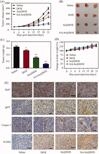 Figure 7. (A) Tumor growth curve of the xenograft nude mice bearing HepG2 cells after intravenous administration of saline and various formulations of DOX. (B) Morphology of tumors stripped from mice. (C) Tumor weight analysis of mice after 21 days of treatment. (D) Body weight change of mice during the treatment. *p < .05, **p < .01 vs. saline group. (E) Ki67, pp53, caspase-3, and TUNEL immunohistochemistry analysis of tumors treated with saline, DOX, Se@DOX, and GA-Se@DOX. Scale bar is 50 μm.